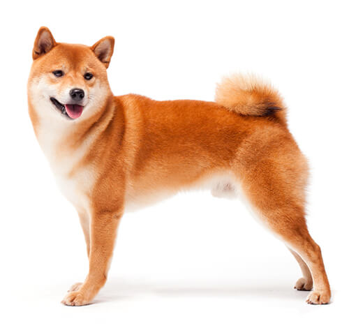 Shiba cheap inu español